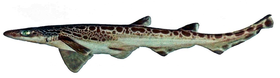 Galeus melastomus_07.jpg